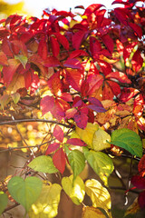 Sticker - Close up of autumn red and green leaves of small grapes