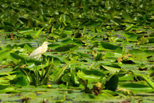 Dove In Water From The Danube Delta