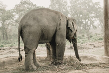 Elephant Breeding Center Chitwan