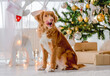© tan4ikk - Toller retriever in Christmas time