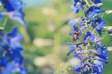 Bumblebee On Delphinium Flowers In Summer
