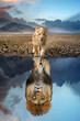Lion cub looking the reflection of an adult lion in the water