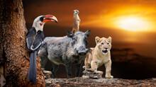 African Animals Lion, Hornbill, Meerkat, Warthog On Savanna Sunset Background