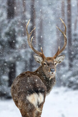 Fototapete - Majestic Deer looking back in winter forest. Animal in nature habitat. Wildlife scene