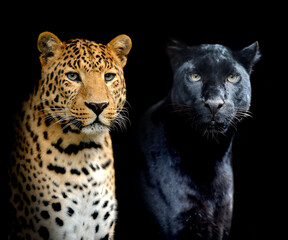 Wall Mural - close portrait two leopards on black background
