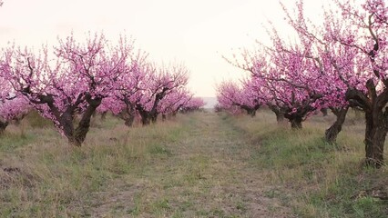 Wall Mural - Orchard blooming spring garden at sunset. Nature composition.