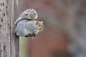 Wall Mural - A closeup of a cute squirrel on a blurred background