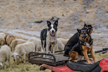 Sheep Ranch Dogs Hard At Work In Eastern Oregon