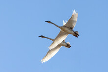 White Trumpeter Swan