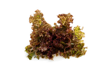 Wall Mural - Red Oak Lettuce isolated on white background.