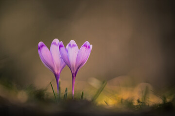 Sticker - A closeup shot of purple crocus flowers in Carpathian mountains