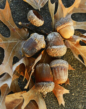 Acorns And Oak Leaves In Late Afternoon