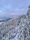 Fototapeta  - snow covered trees in mountains