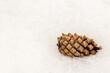 Pine cone on snow in winter