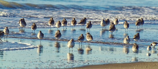 Wall Mural - Sandpipers on the beach