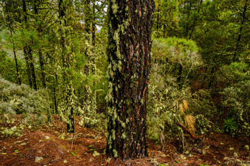 Wall Mural - landscapes of the canary islands island of gran canaria telde area with beautiful
 pine forests autochthonous vegetation with protected
 endemisms in a protected area with cold winter weather