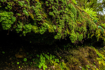 Wall Mural - beautiful images of the autochthonous flora and fauna of the canary islands on the island of gran canaria
 with endemisms in the telde area with tiny flora with ditch water and winter weather