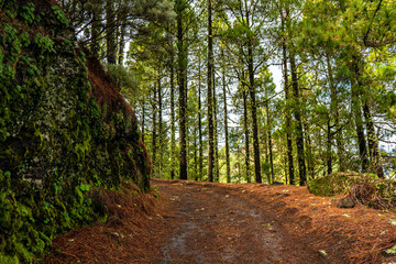 Wall Mural - landscapes of the canary islands island of gran canaria telde area with beautiful
 pine forests autochthonous vegetation with protected
 endemisms in a protected area with cold winter weather