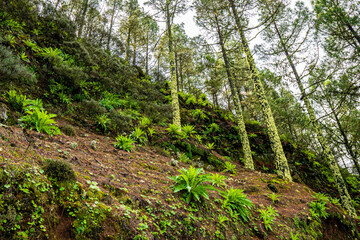 Wall Mural - landscapes of the canary islands island of gran canaria telde area with beautiful
 pine forests autochthonous vegetation with protected
 endemisms in a protected area with cold winter weather