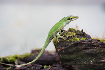 Poster - A macro shot of a lizard in nature