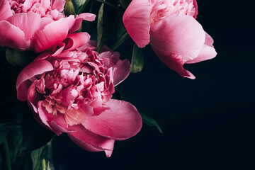 Wall Mural - Pink peony closeup on black background. Floral card, banner design. Selective focus