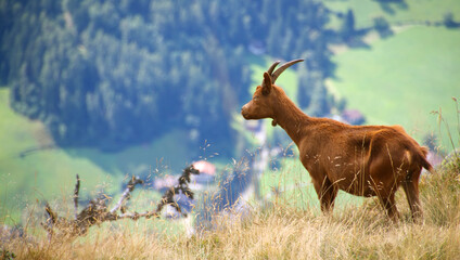 Poster - A beautiful shot of Chamois