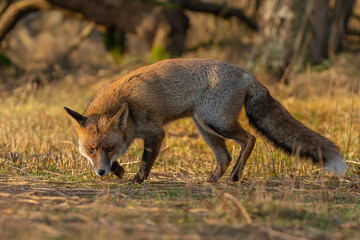 Wall Mural - Red fox in nature during last light of the day.