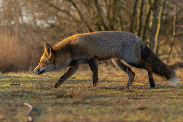 Wall Mural - Red fox in nature during last light of the day.