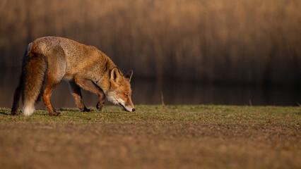 Wall Mural - Red fox in nature during last light of the day.