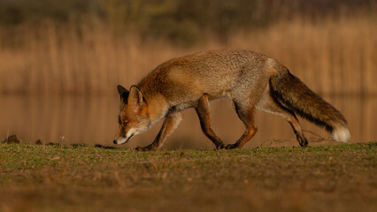Wall Mural - Red fox in nature during last light of the day.