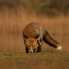 Wall Mural - Red fox in nature during last light of the day.
