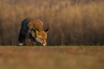 Wall Mural - Red fox in nature during last light of the day.