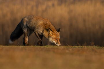 Wall Mural - Red fox in nature during last light of the day.