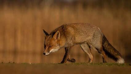 Wall Mural - Red fox in nature during last light of the day.