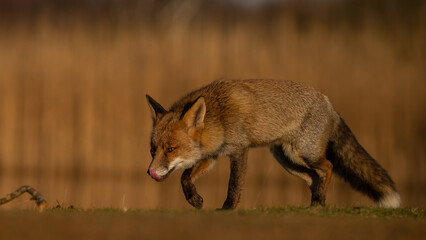 Wall Mural - Red fox in nature during last light of the day.