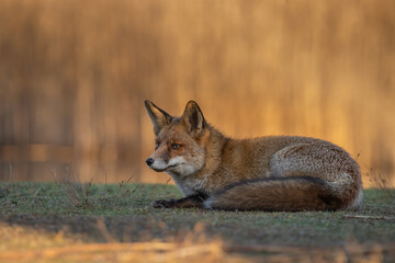 Wall Mural - Red fox in nature during last light of the day.