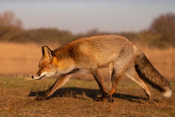 Wall Mural - Red fox in nature during last light of the day.