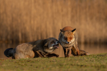 Wall Mural - Red fox in nature during last light of the day.