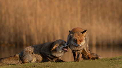 Wall Mural - Red fox in nature during last light of the day.