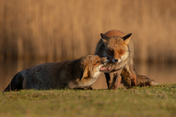 Wall Mural - Red fox in nature during last light of the day.
