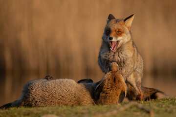 Wall Mural - Red fox in nature during last light of the day.