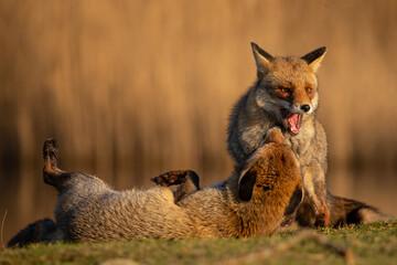 Wall Mural - Red fox in nature during last light of the day.