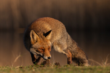 Wall Mural - Red fox in nature during last light of the day.