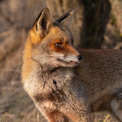 Wall Mural - Red fox in nature during last light of the day.