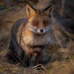 Wall Mural - Red fox in nature during last light of the day.