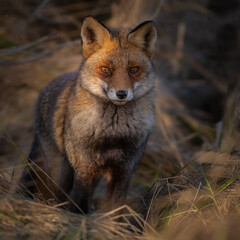 Wall Mural - Red fox in nature during last light of the day.