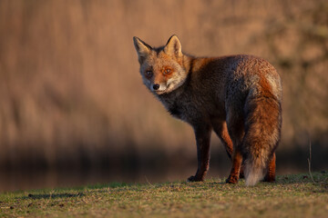 Wall Mural - Red fox in nature during last light of the day.