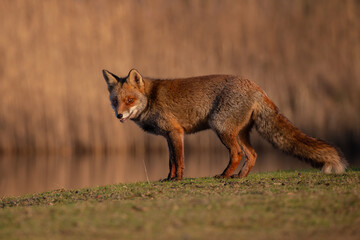 Wall Mural - Red fox in nature during last light of the day.