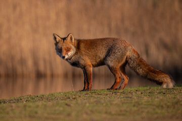 Wall Mural - Red fox in nature during last light of the day.