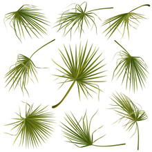 Set Of Hand Drawn Vector Illustrations Of Tropical Green Palm Leaves On White Background.